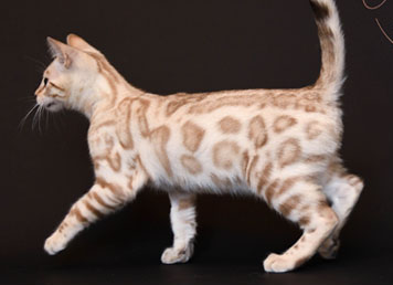 Snow mink Bengal for sale near me